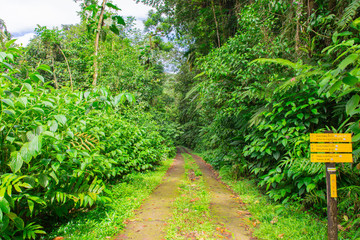 Grand étang near La Soufrire volcano, Basse-Terre, Guadeloupe