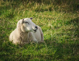 Obraz premium Irish Sheep