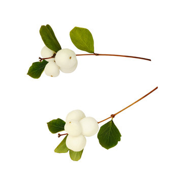 Set of snowberries