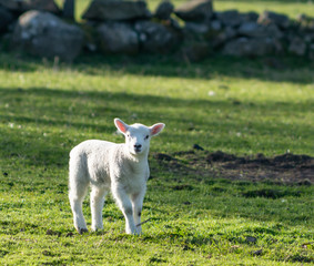 Fototapeta premium Cute newborn spring Irish lamb. Photo taken in Co Louth