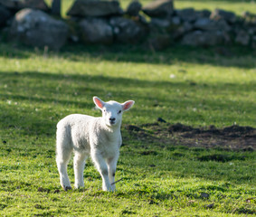 Cute newborn spring Irish lamb. Photo taken in Co Louth