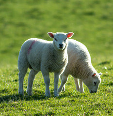 Cute newborn spring Irish lamb. Photo taken in Co Louth