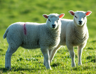 Naklejka na ściany i meble Cute newborn spring Irish lamb. Photo taken in Co Louth