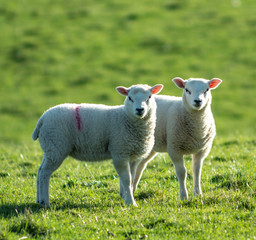 Fototapeta premium Cute newborn spring Irish lamb. Photo taken in Co Louth