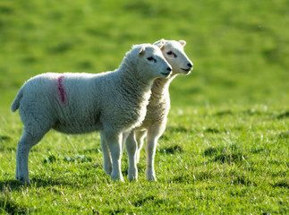 Fototapeta premium Cute newborn spring Irish lamb. Photo taken in Co Louth