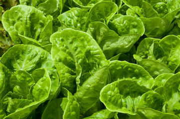 Hydroponic vegetables growing
