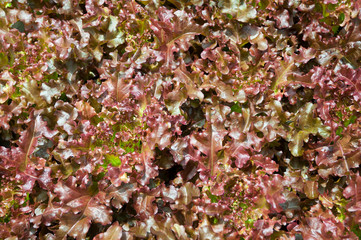Hydroponic vegetables growing