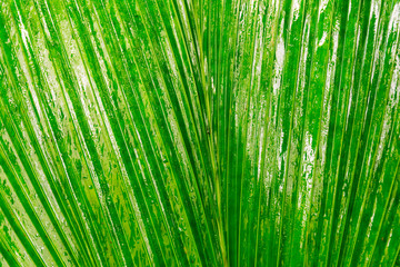 Tropical jungle leaf close up background