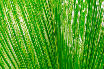 Fototapeta premium Tropical jungle leaf close up background