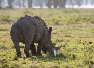 Naklejka premium nosorożec biały i małe ptaki