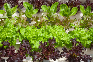 Hydroponic vegetables growing