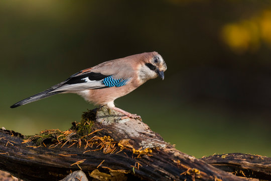 The Eurasian Jay, Garrulus glandarius