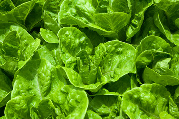 Hydroponic vegetables growing