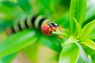 Pseudosphinx tetrio caterpillar closeup, Guadeloupe