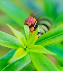 Pseudosphinx tetrio caterpillar closeup, Guadeloupe
