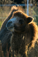 Fototapeta premium Kamelportrait