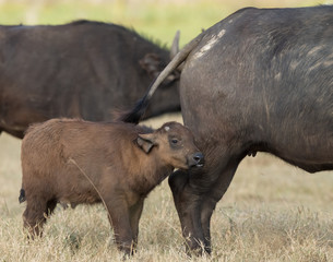 baby buffalo standing with mum