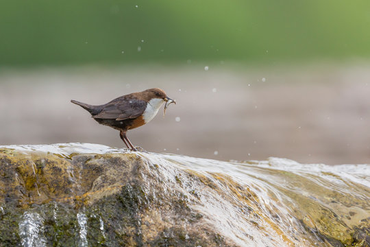 White-throated Dipper, Cinclus cinclus with fish in the beak