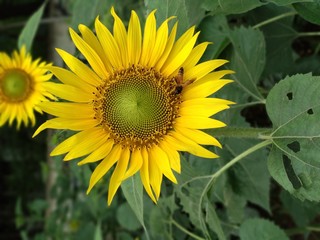 Sunflower & honey bee