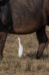 water buffalo and egret 