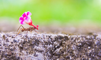 Leaf-cutter ant, acromyrmex octospinosus, Basse-Terre, Guadeloupe 