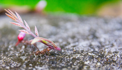 Leaf-cutter ant, acromyrmex octospinosus, Basse-Terre, Guadeloupe 