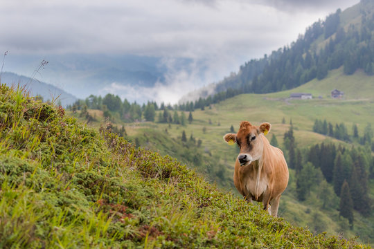 Cow, Brown Swiss (Braunvieh), at Zollner See Lake, Hermagor, K&auml;rnten, Austria