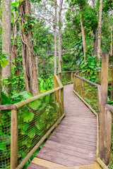 Path in Mamelles Parc, Bouillante, Basse-Terre, Guadeloupe