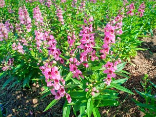 Obraz premium Pink flowers vol.3