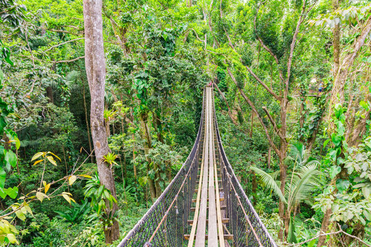 Hanging bridge in Mamelles Parc, Bouillante, Basse-Terre, Guadeloupe