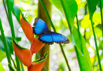 Blue Morpho on a red flower in Guadeloupe island