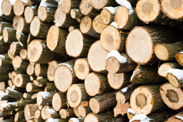 firewood stack in a forest at winter