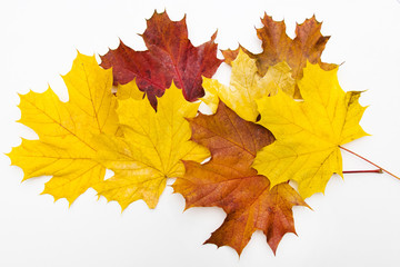autumn leaves isolated in white background