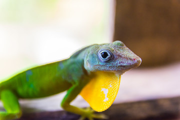 Anolis Marmoratus Speciosus lizard in Basse-Terre, Guadeloupe