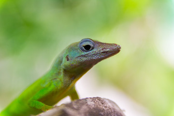 Anolis Marmoratus Speciosus lizard in Basse-Terre, Guadeloupe