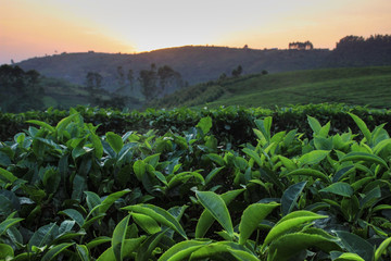Tea Plantation and Tea Leaves at Sunset
