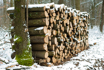 firewood stack in a forest at winter