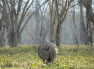 Fototapeta premium nosorożec biały i małe ptaki