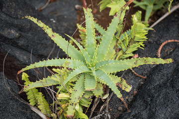 aloe vera view from above