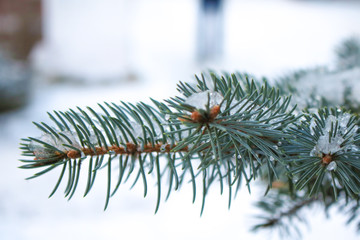 Naklejka na ściany i meble Elovyk branches in the snow. Snow Flakes - Christmas Holidays.
