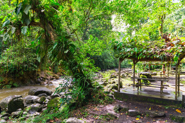 Tropical jungle in Basse-Terre, west of Guadeloupe