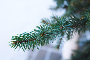 Elovyk branches in the snow. Snow Flakes - Christmas Holidays.