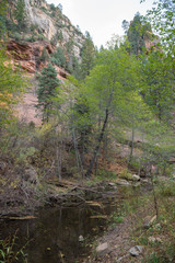 river canyon in forest