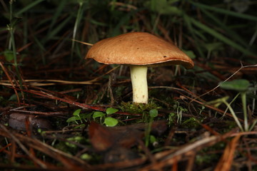 Bolet