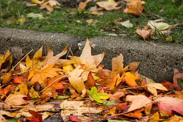 dry yellow and orange leaves on the wet floor. autumn concept