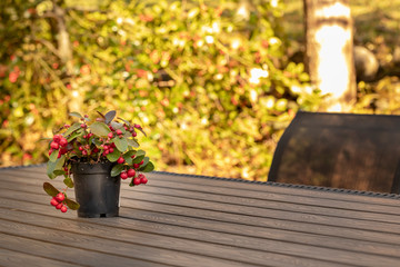 Scheinbeere auf einem Tisch im Garten