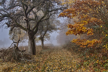 Fototapeta premium autumn in the park