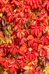 Fototapeta na wymiar Autumn multicolor wild grape pattern background