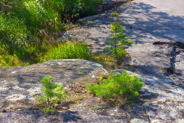 Small Pines Growing On The Rocks