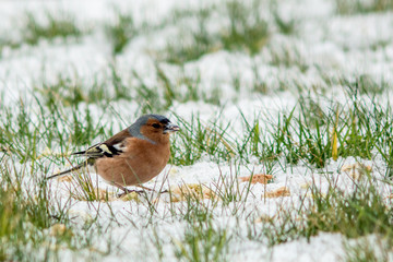 Common chaffinch